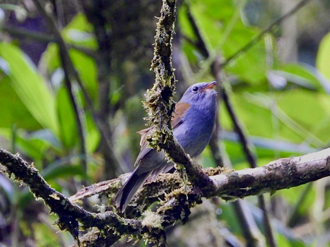 Solitario Andino - ML649566596