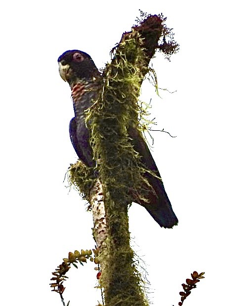 Loro Alibronceado - ML649566626