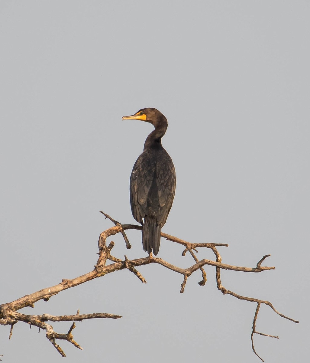 Ушастый баклан - ML649566658