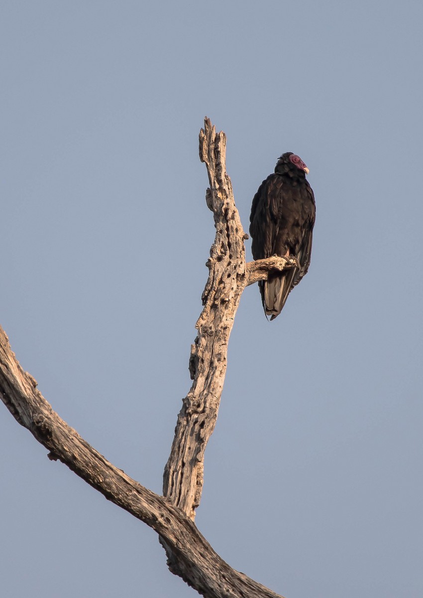 ヒメコンドル - ML649566665