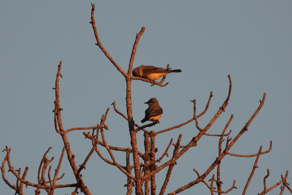 vestkongetyrann - ML649566851