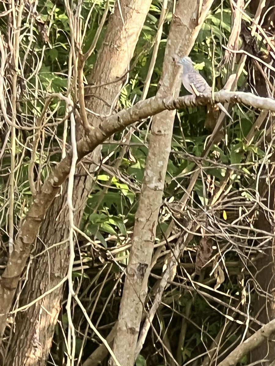 billabongdue - ML649566852