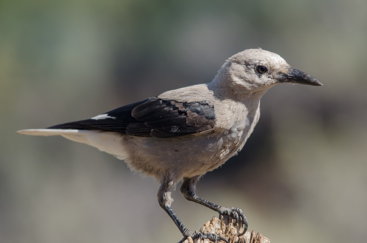 konglekråke - ML649566853