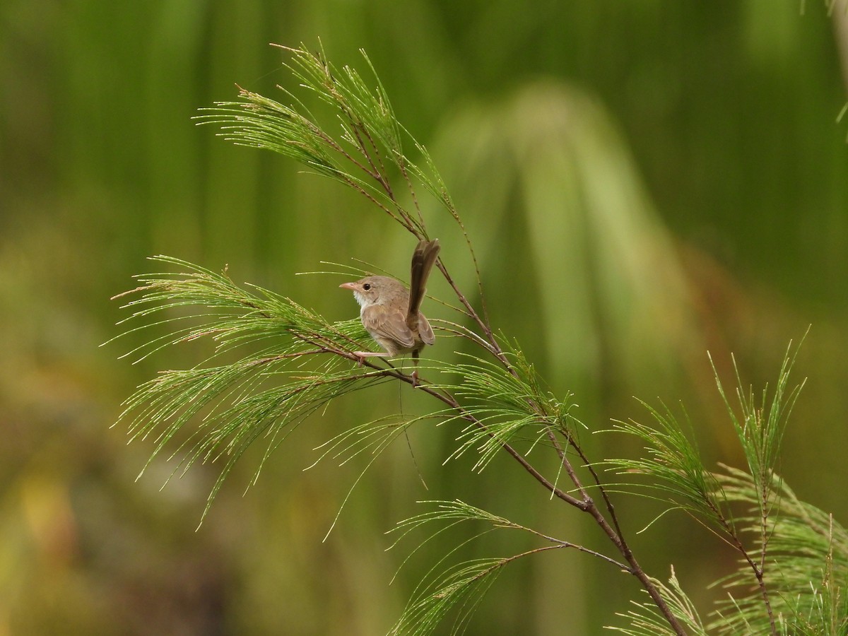 rødryggalvesmett - ML649566854