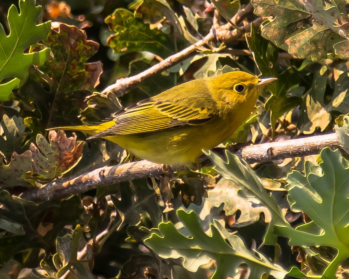 Northern Yellow Warbler - Steve Laymon