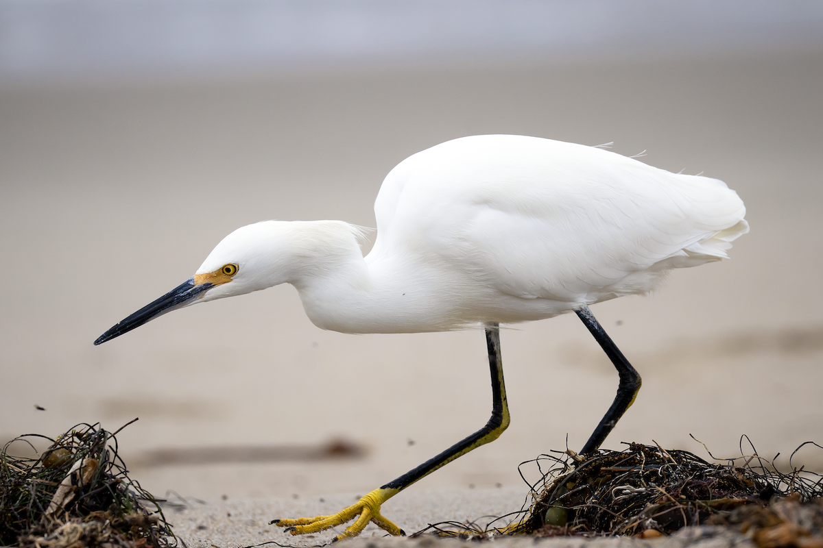 snøhegre - ML649566857