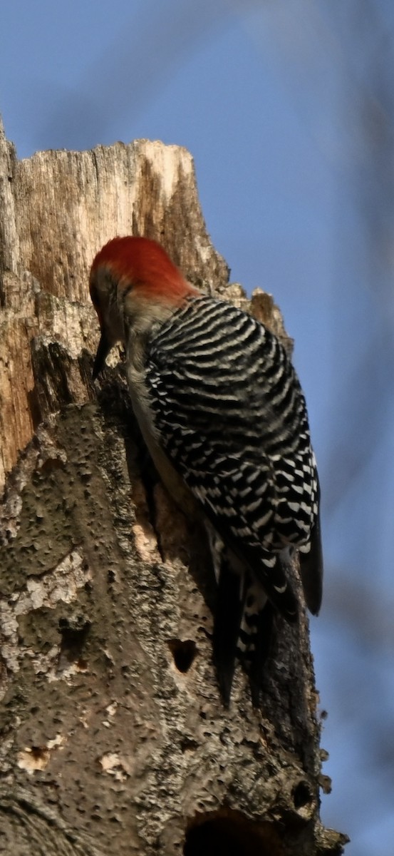 lundspett - ML649566858