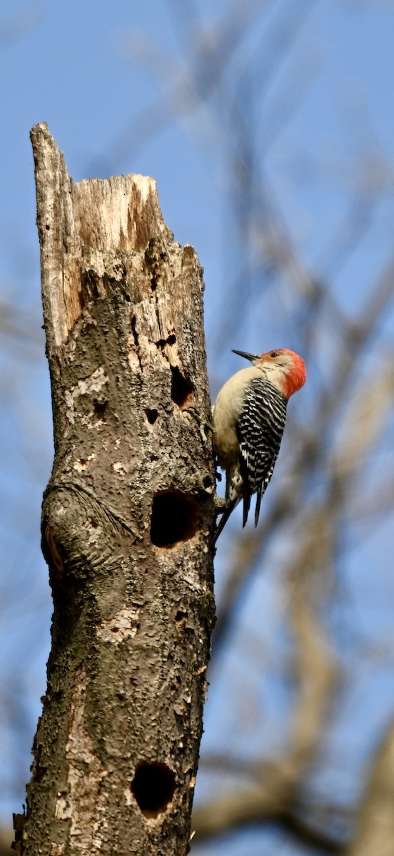 lundspett - ML649566859