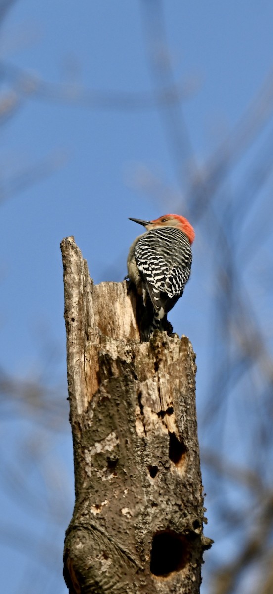 lundspett - ML649566860