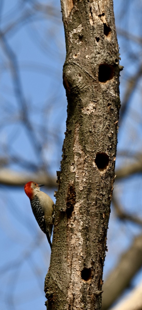 lundspett - ML649566861