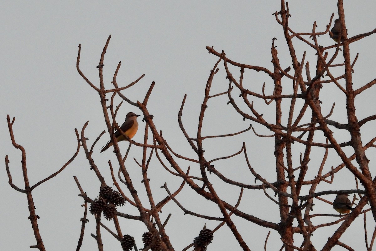 Western Kingbird - Bobbie Elbert