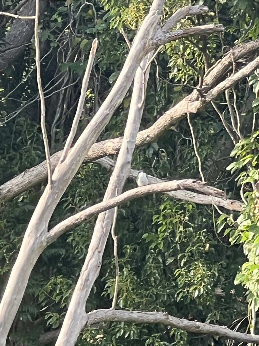 skogisfugl - ML649566863