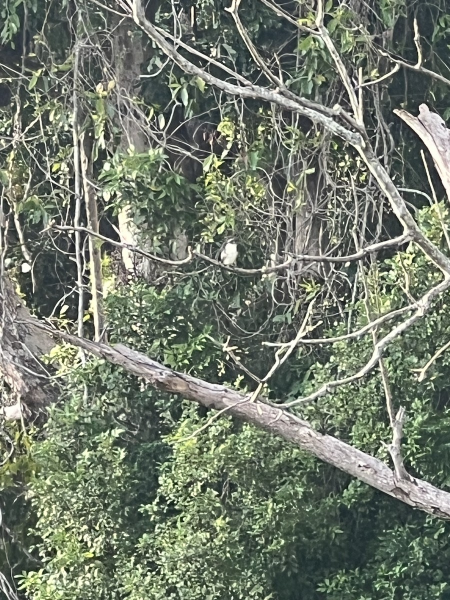 skogisfugl - ML649566864