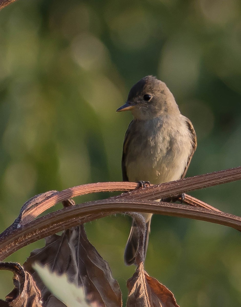 vierempid - ML649566865