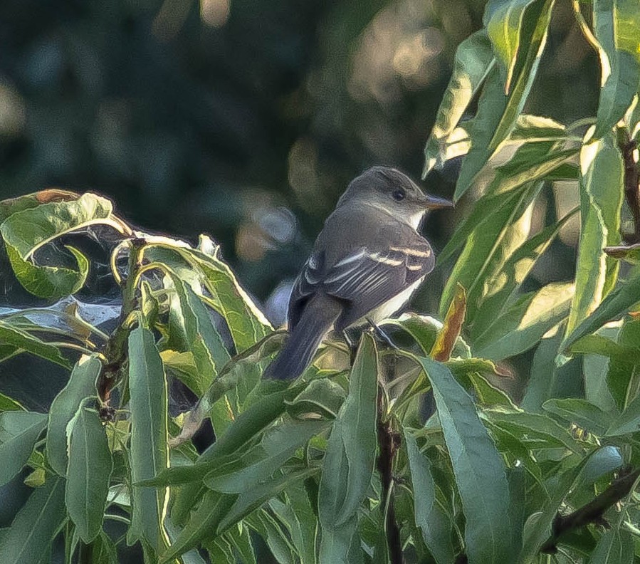 vierempid - ML649566866