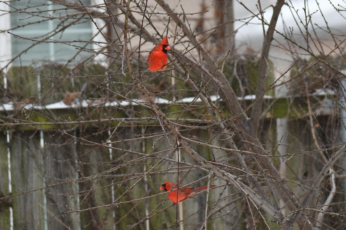 rødkardinal - ML649566869