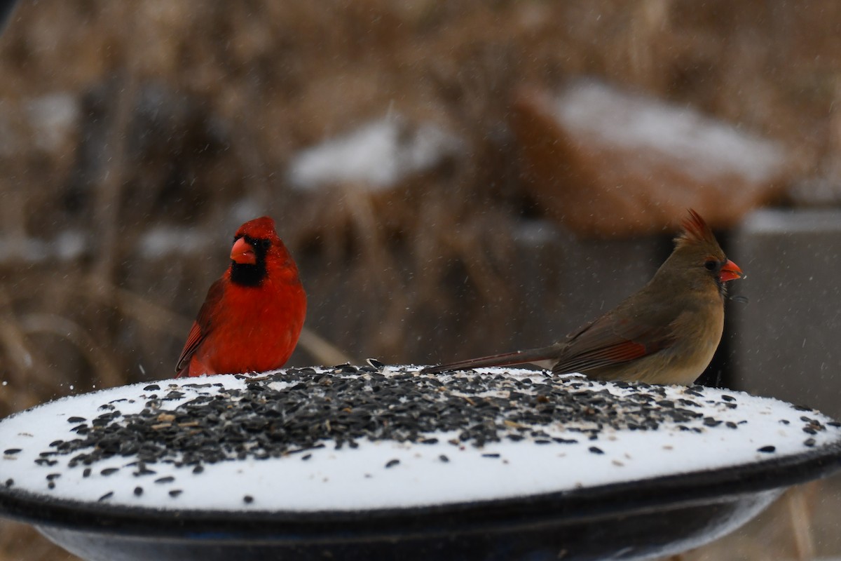 rødkardinal - ML649566871