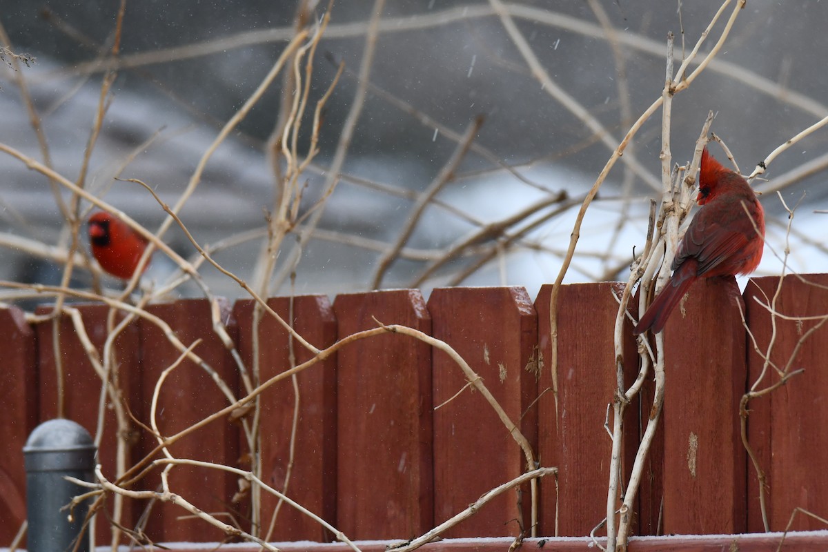 rødkardinal - ML649566873