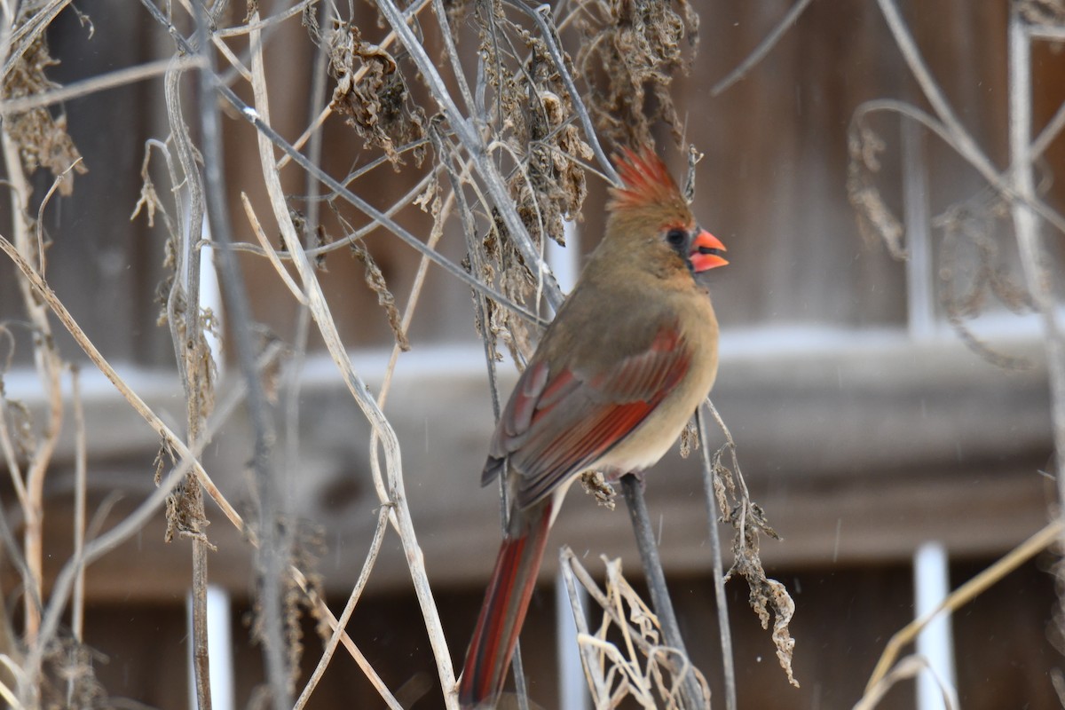 rødkardinal - ML649566874