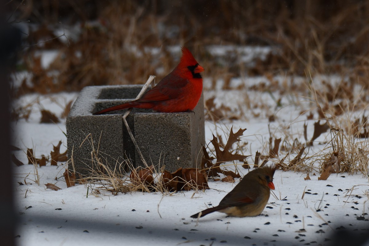 rødkardinal - ML649566875