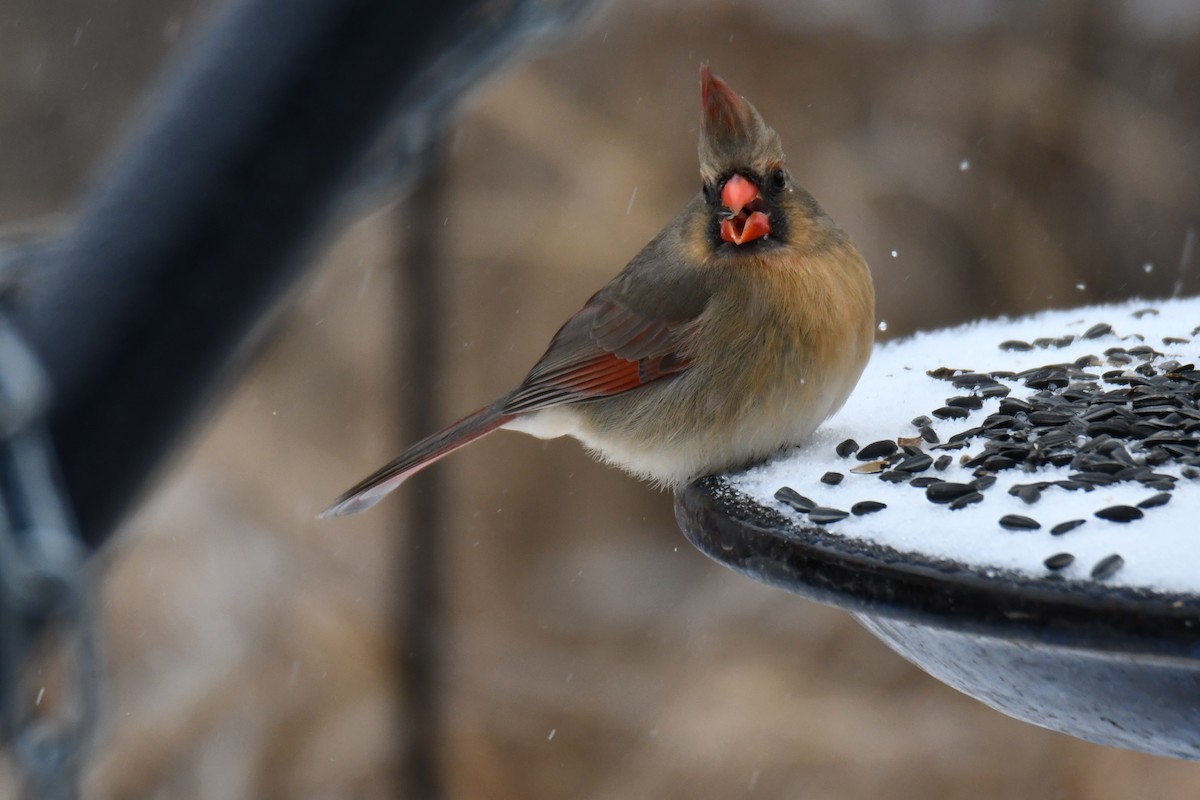 rødkardinal - ML649566876