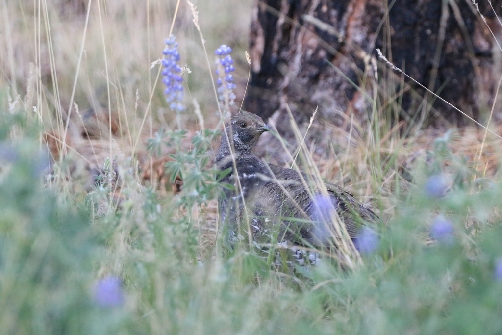 blåjerpe - ML649566878