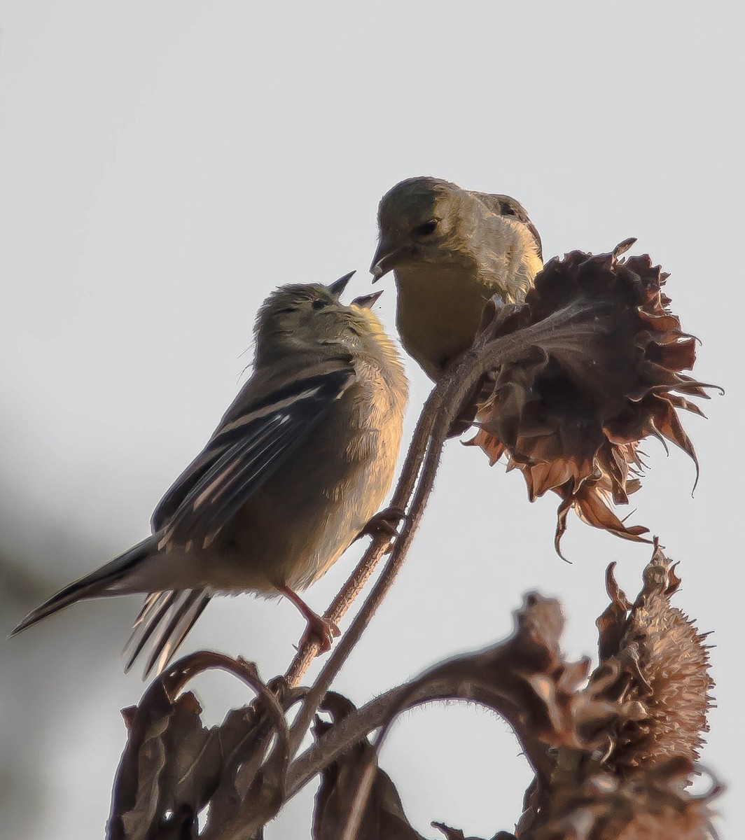 gulstillits - ML649566879