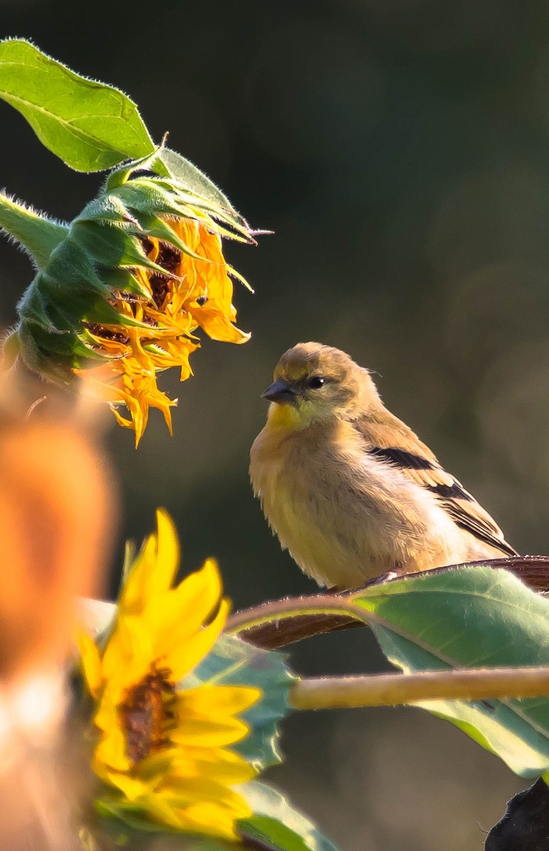 gulstillits - ML649566880