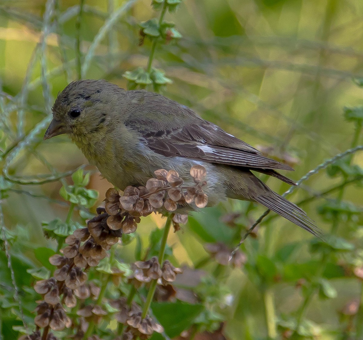 småstillits - ML649566881