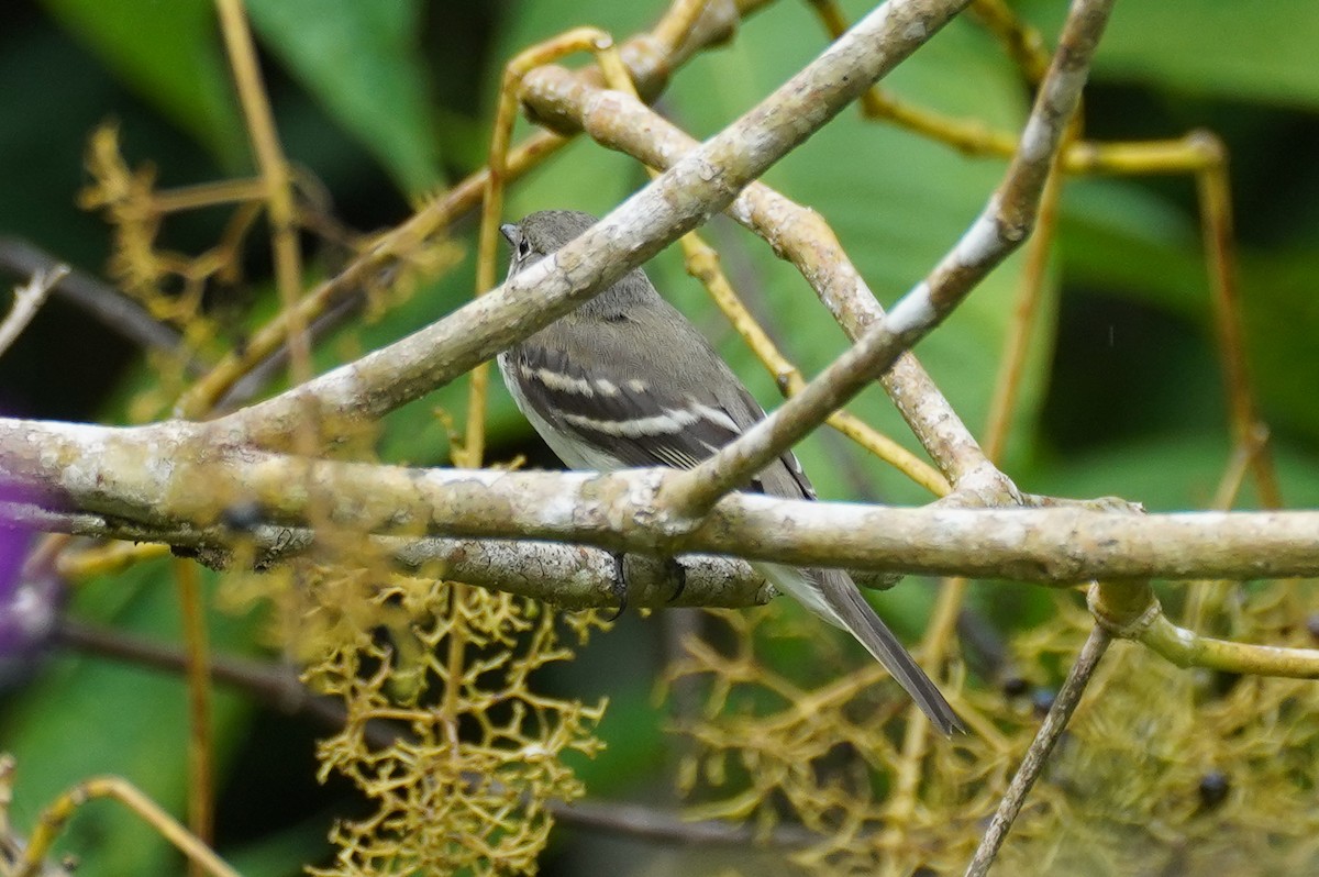 Empidonax sp. - ML649567098