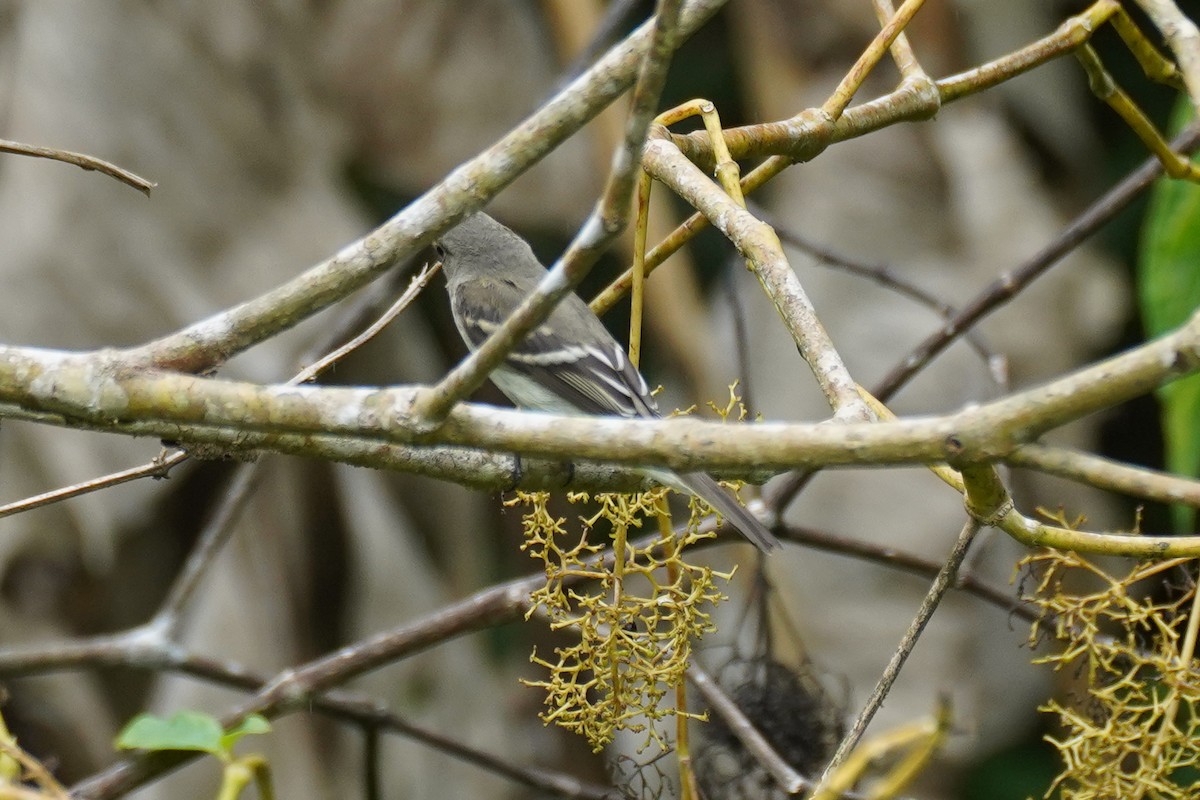 Empidonax sp. - ML649567099
