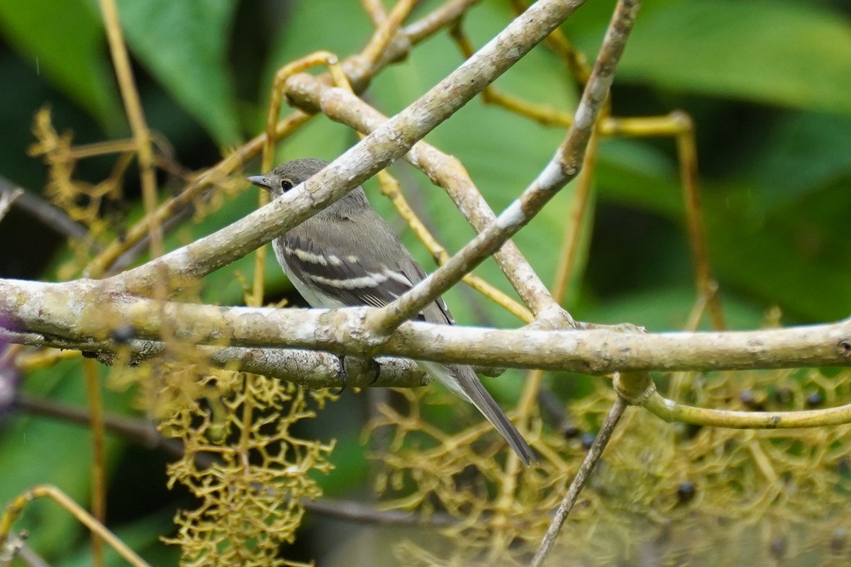 Empidonax sp. - ML649567100