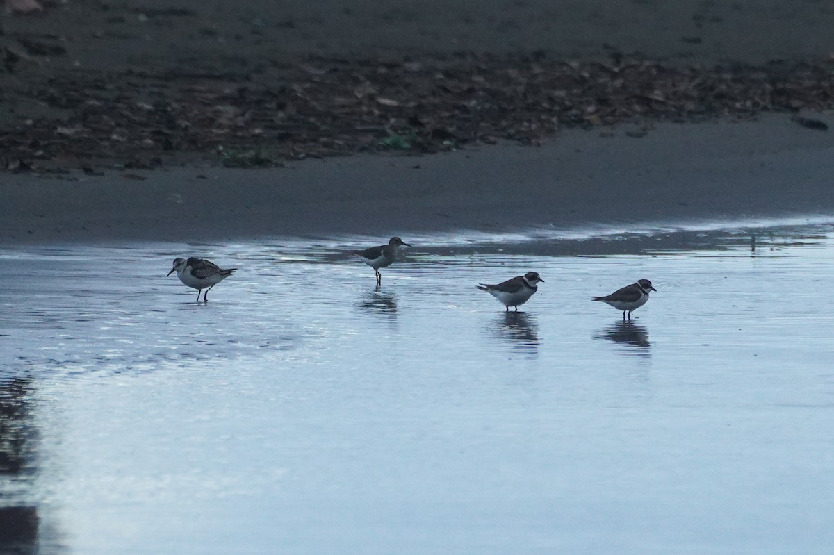 Spotted Sandpiper - ML649567189
