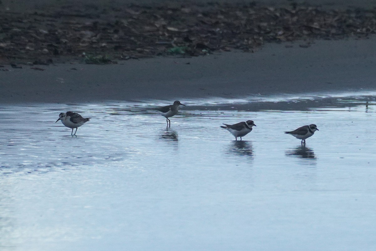 Spotted Sandpiper - ML649567190