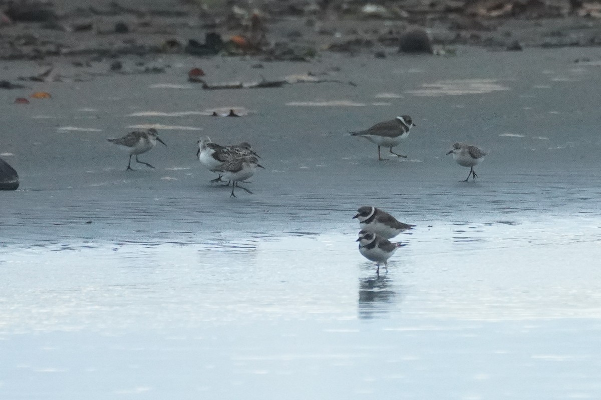 西濱鷸 - ML649567222