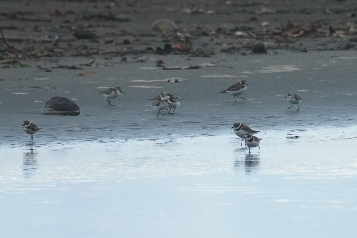 西濱鷸 - ML649567223