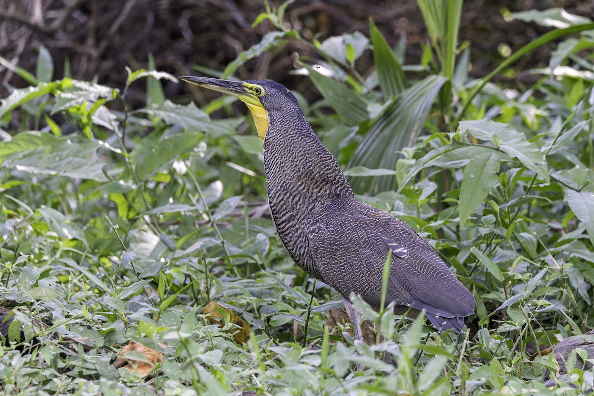 Bare-throated Tiger-Heron - ML649567363