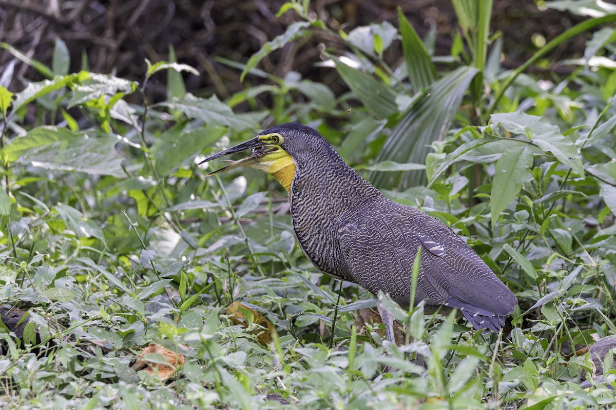 Bare-throated Tiger-Heron - ML649567364
