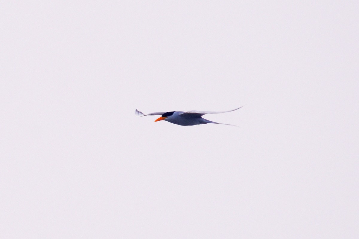 River Tern - ML649567430