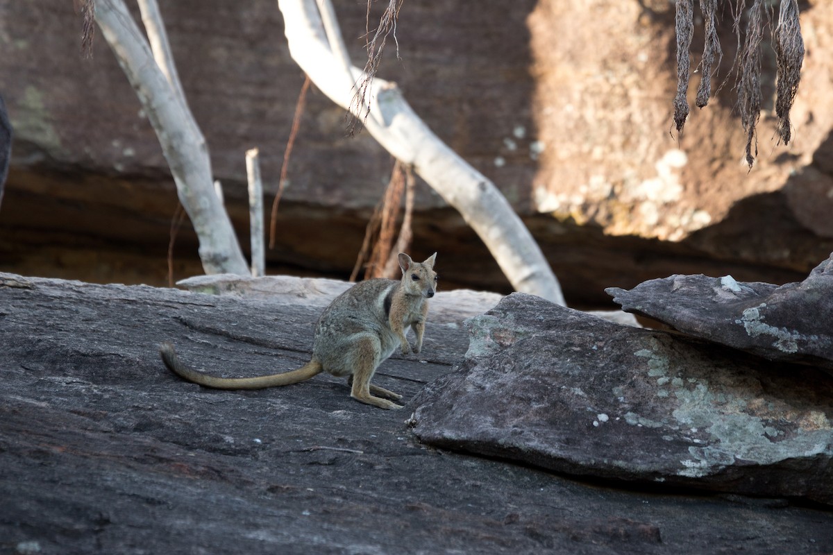 Mammals - ML649567437