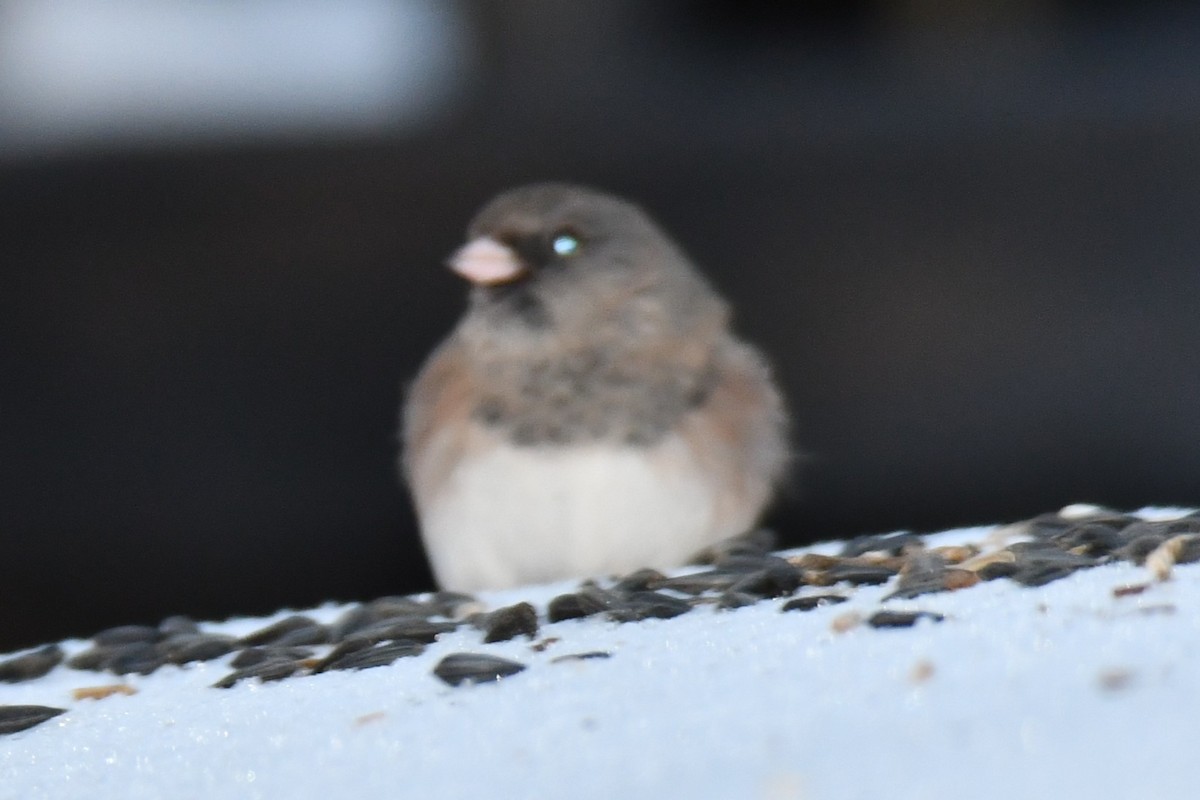 Dark-eyed Junco - ML649567438