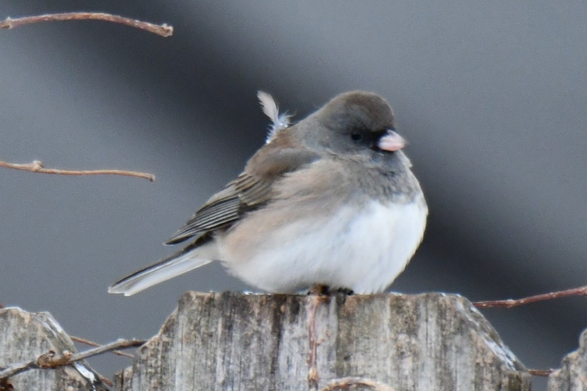 Dark-eyed Junco - ML649567439
