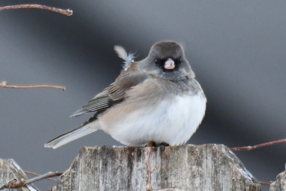 Dark-eyed Junco - ML649567440