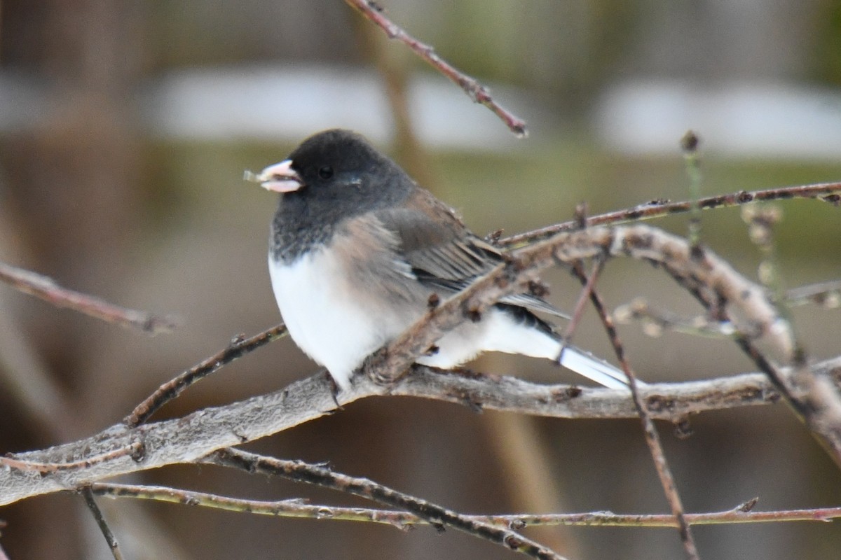 Dark-eyed Junco - ML649567441