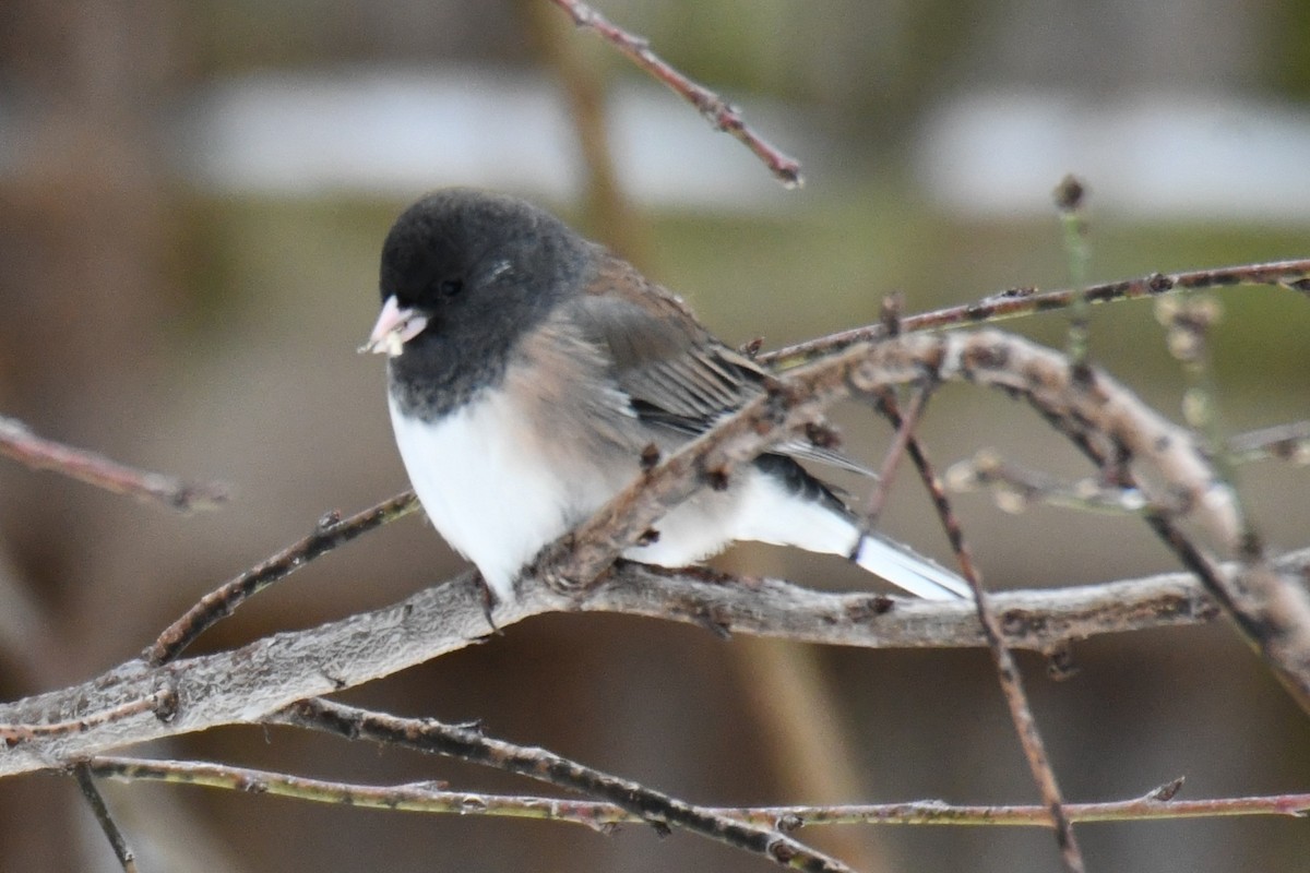 Dark-eyed Junco - ML649567442