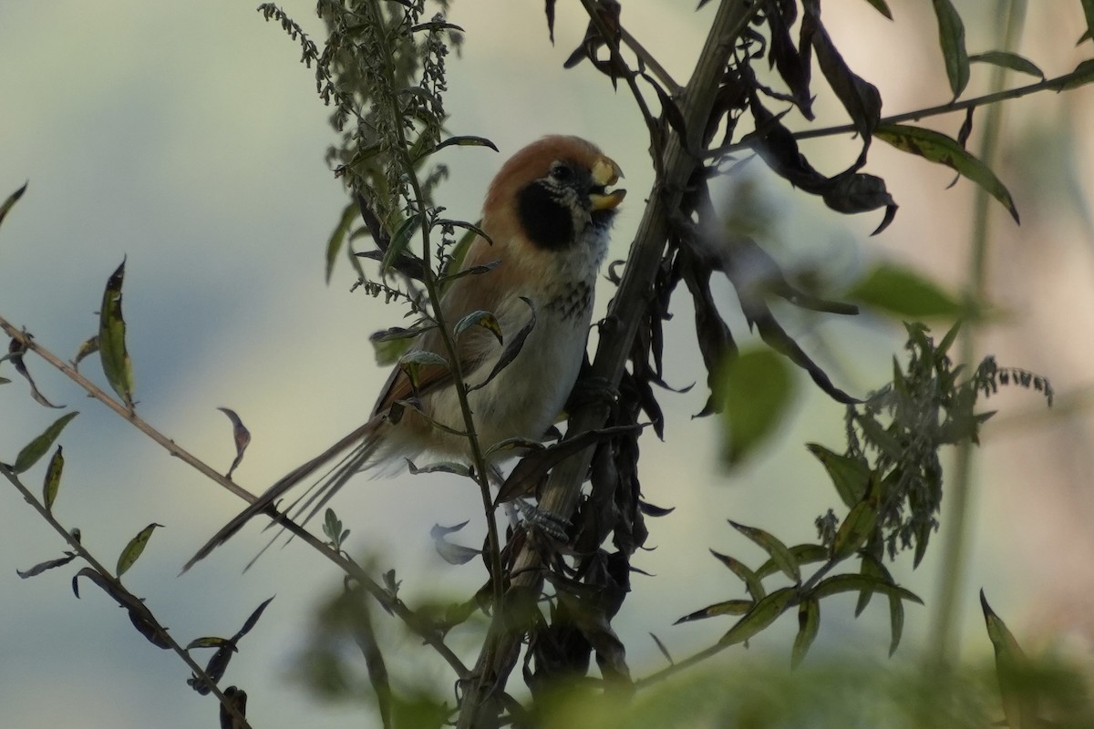 Spot-breasted Parrotbill - ML649567444