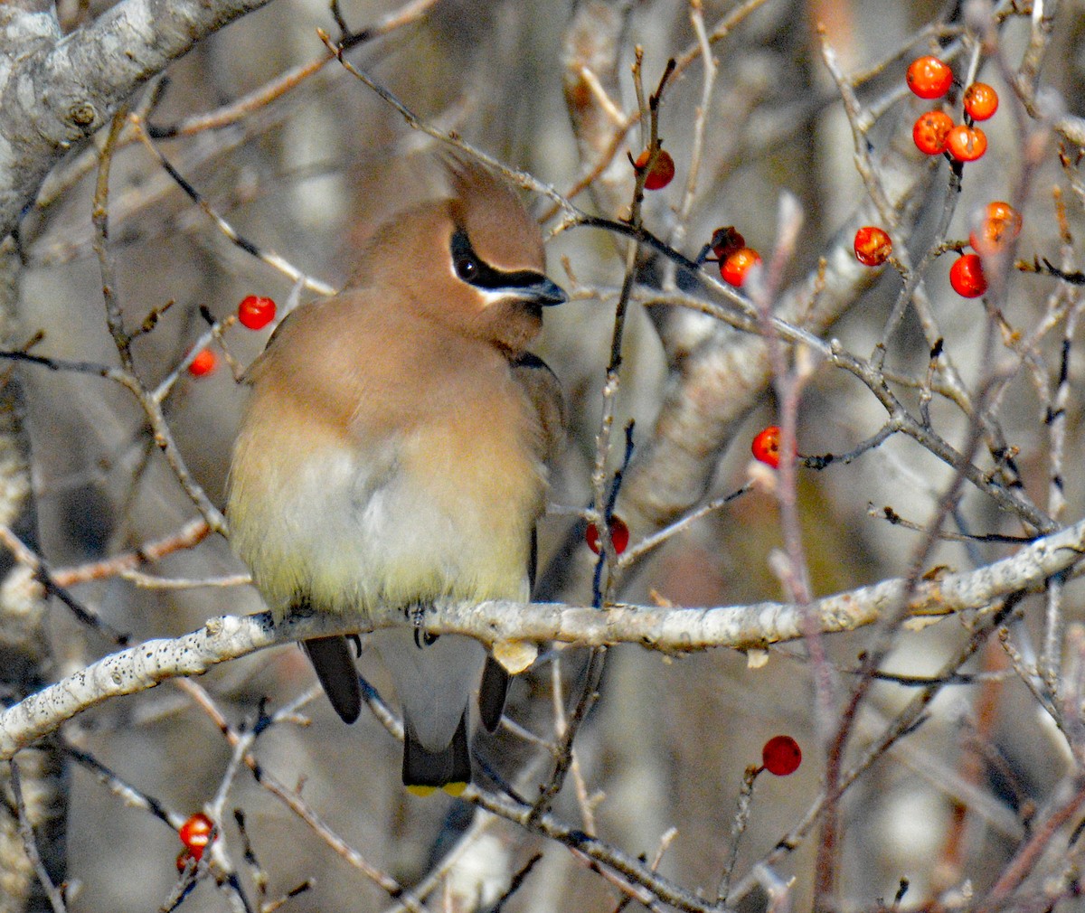 Cedar Waxwing - ML649567446