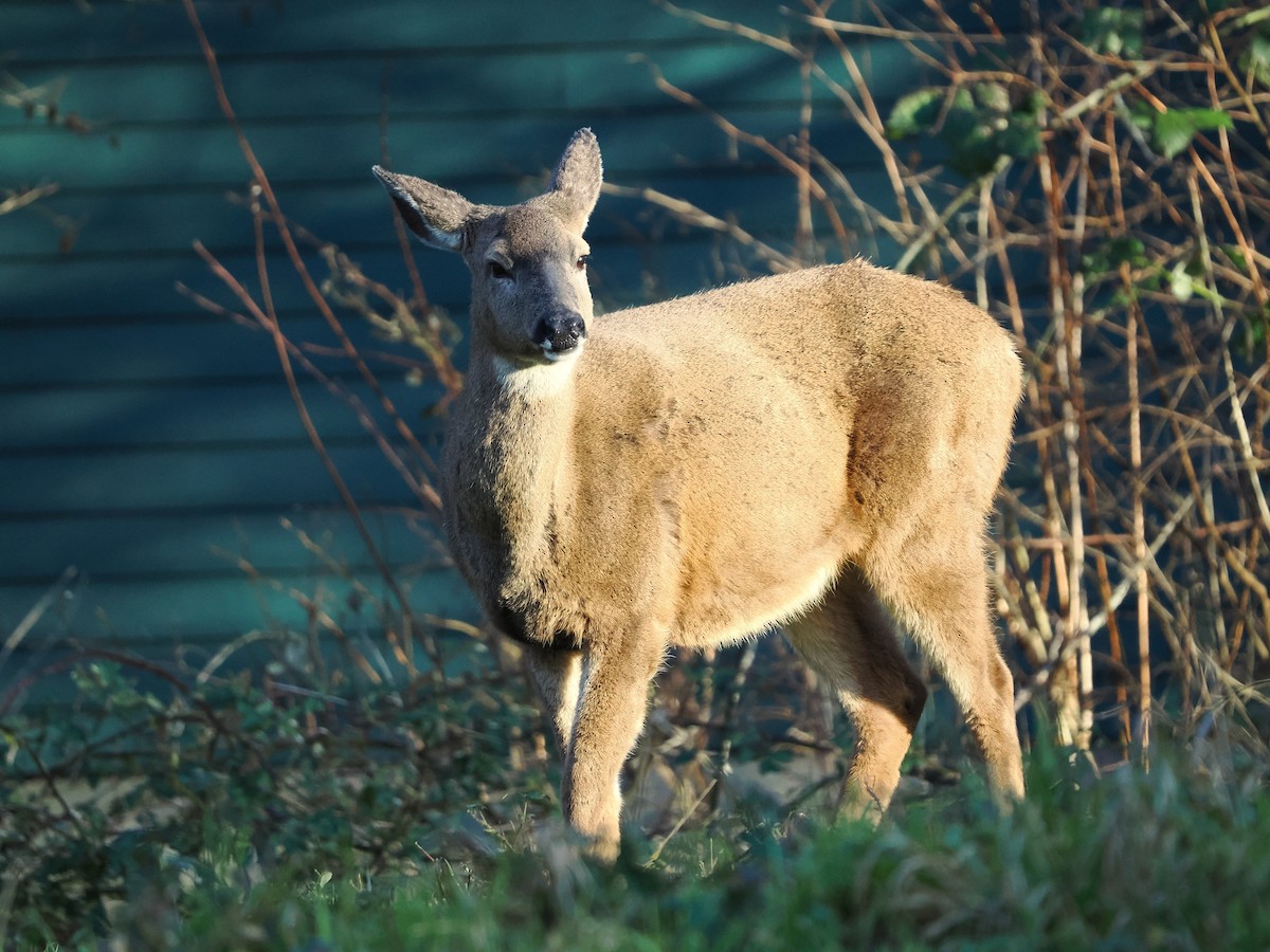 Animals - ML649567447