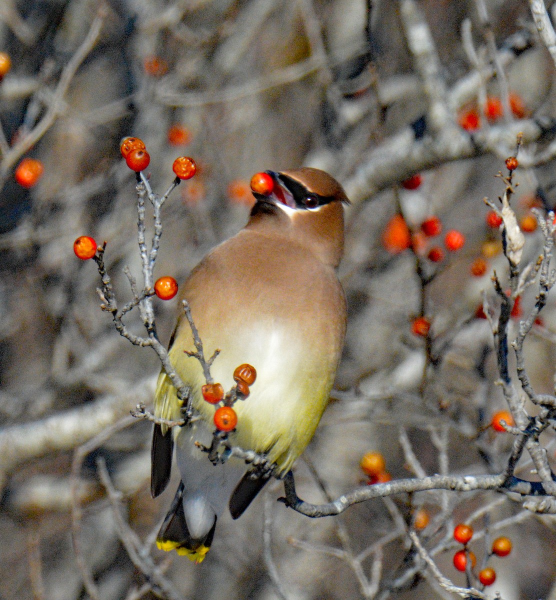 Cedar Waxwing - ML649567448