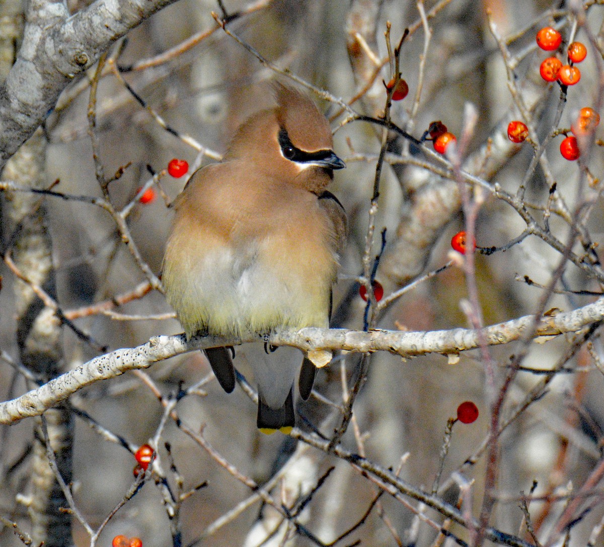 Cedar Waxwing - ML649567449